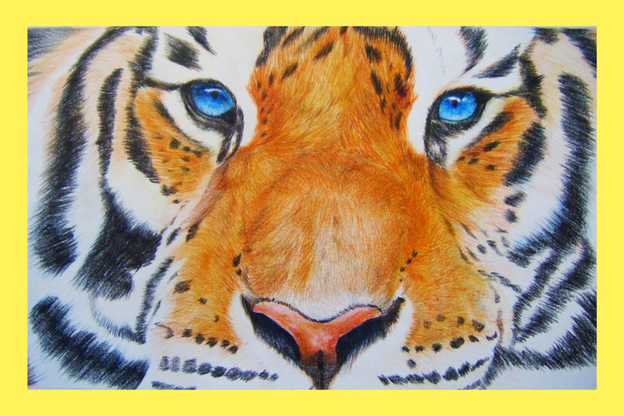 online hogyan rajzolj tigrist